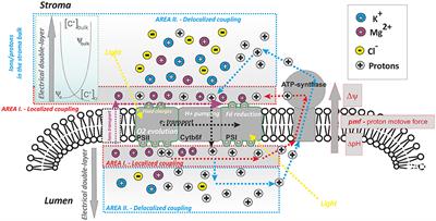 Role of Ions in the Regulation of Light-Harvesting